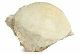 Fossil Whale Lumbar Vertebra - Yorktown Formation #237647-3